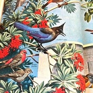 National Geographic Song & Garden Birds of North America Alexander Wetmore Book